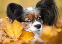 Pies, Spaniel kontynentalny miniaturowy Papillon, Liście