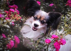 Pies, Spaniel kontynentalny miniaturowy Papillon, Kwiaty, Róże
