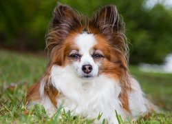 Pies, Spaniel kontynentalny miniaturowy Papillon