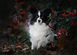 Spaniel kontynentalny miniaturowy Papillon, Krzew, Jagody