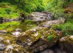 Paprocie i kamienie nad rzeką