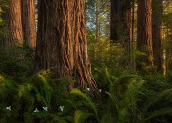 Paprocie, Kwiaty, Drzewa, Sekwoje, Las, Park stanowy, Del Norte Coast Redwoods, Hrabstwo Del Norte, Kalifornia, Stany Zjednoczone