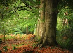 Paprocie i liście pod drzewami w lesie liściastym