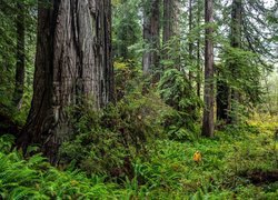 Paprocie i sekwoje w Parku Narodowym Redwood