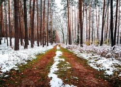 Paprocie i wysokie drzewa w śniegu przy trawiastej ścieżce w lesie