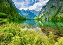 Park Narodowy Berchtesgaden, Góry, Alpy, Drzewa, Paprocie, Jezioro Obersee, Bawaria, Niemcy