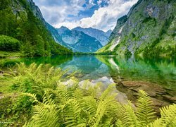 Paprocie na brzegu jeziora Obersee w Alpach Berchtesgadeńskich