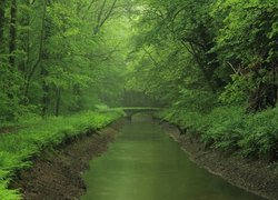 Zielony, Las, Drzewa, Rzeka, Mostek, Paprocie, Mgła