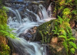 Niemcy, Nadrenia Palatynat, Skały, Wodospad, Endert Wasserfall, Roślinność, Paprocie
