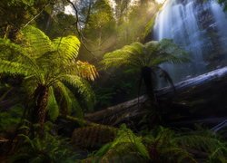 Wodospad, Marriotts Falls, Skały, Drzewa, Zielone, Paprocie, Park Narodowy Mount Field, Tasmania, Australia