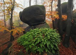 Paprocie pod głazami w jesiennym lesie