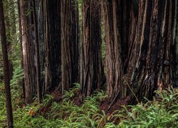 Paprocie pod sekwojami w Parku Narodowym Redwood