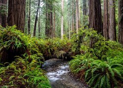 Las, Drzewa, Sekwoje, Paprocie, Park stanowy, Rzeka, Prairie Creek Redwood State Park, Kalifornia, Stany Zjednoczone