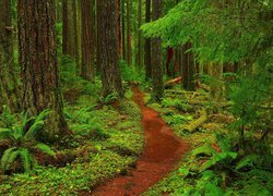 Las, Mount Baker-Snoqualmie National Forest, Drzewa, Paprocie, Ścieżka, Stan Waszyngton, Stany Zjednoczone