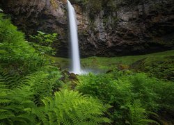 Wodospad, Skała, Roślinność, Paprocie, Rezerwat przyrody, Columbia River Gorge, Stan Waszyngton, Stany Zjednoczone