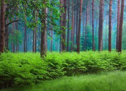 Paprocie wśród drzew w angielskim Parku Narodowym High Weald AONB