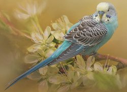 Papużka falista na okwieconej gałązce