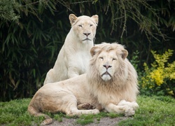 Para białych lwów na trawie