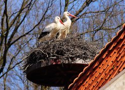 Para bocianów w gnieździe