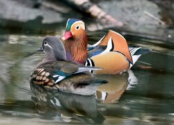 Para kolorowych kaczek mandarynek