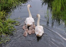 Łabędzie, Para, Młode, Jezioro, Szuwary