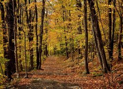 Kanada, Prowincja Quebec, Miasto Sutton, Park Parc denvironnement naturel de Sutton, Jesień, Liście, Dróżka, Las, Drzewa