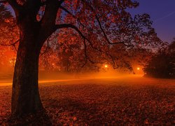 Jesień, Noc, Park, Drzewa, Mgła, Ławki, Lampy, Droga