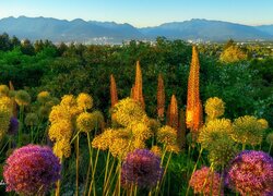 Park Królowej Elżbiety w Vancouver