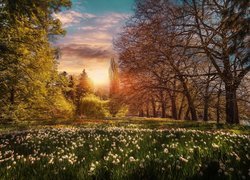 Park, Ogród, Wyspa Mainau, Badenia-Wirtembergia, Niemcy, Kwiaty, Drzewa, Wschód słońca