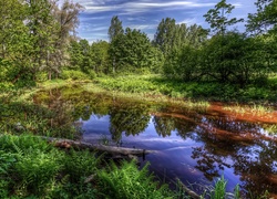 Rosja, Petersburg, Park, Drzewa, Rzeka Newa, Roślinność