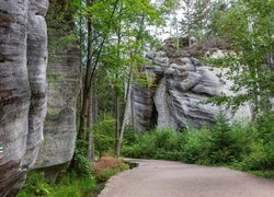 Skały, Drzewa, Park Narodowy Adrspach, Czechy