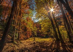 Park Narodowy Biogradska Gora w Czarnogórze