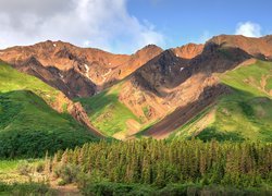 Stany Zjednoczone, Stan Alaska, Park Narodowy Denali, Góry Alaska, Kordyliery, Drzewa