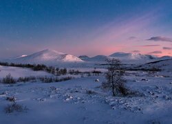 Zima, Góry Dovre, Drzewa, Niebo, Gwiazdy, Park Narodowy Dovrefjell, Norwegia