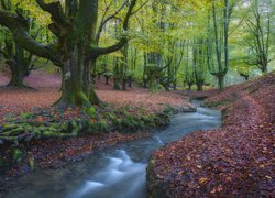 Las, Drzewa, Strumień, Rzeka, Liście opadłe, Park Narodowy Gorbea, Kraj Basków, Hiszpania