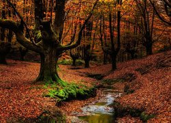 Hiszpania, Kraj Basków, Park Narodowy Gorbea, Jesień, Las, Drzewa, Strumyk