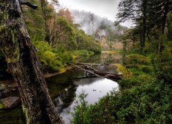 Drzewo, Rzeka, Las, Park Narodowy Huerquehue, Araucania, Chile