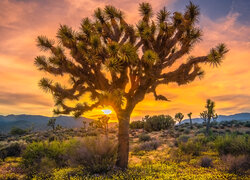 Park Narodowy Joshua Tree o zachodzie słońca