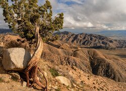 Skały, Góry, Drzewo, Jukka krótkolistna, Park Narodowy Joshua Tree, Kalifornia, Stany Zjednoczone