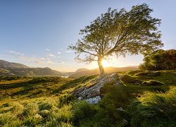 Irlandia, Park Narodowy Killarney, Wschód słońca, Góry, Drzewo, Trawa, Kamienie