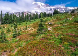 Stany Zjednoczone, Stan Waszyngton, Park Narodowy Mount Rainier, Góry, Łąka, Kwiaty, Drzewa, Mgła