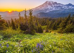 Park Narodowy Mount Rainier, Góry, Drzewa, Kwiaty, Łubin, Promienie słońca, Stan Waszyngton, Stany Zjednoczone