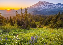 Park Narodowy Mount Rainier w promieniach słońca