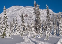 Ośnieżona, Góra, Ośnieżone, Drzewa, Ścieżka, Park Narodowy Mount Rainier, Stan Waszyngton, Stany Zjednoczone