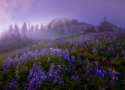 Stratowulkan Mount Rainier, Góry, Park Narodowy Mount Rainier, Łąka, Łubin, Drzewa, Mgła, Stan Waszyngton, Stany Zjednoczone