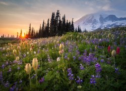 Stany, Zjednoczone, Park Narodowy Mount Rainier, Stratowulkan Mount Rainier, Łąka, Kwiaty, Wschód słońca, Drzewa, Góry