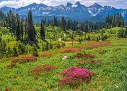 Stany Zjednoczone, Stan Waszyngton, Park Narodowy Mount Rainier, Góry, Łąka, Kwiaty, Droga