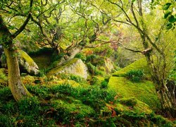 Las, Drzewa, Trawa, Mech, Kamienie, Park Narodowy Peak District, Hrabstwo Derbyshire, Anglia