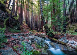 Las, Drzewa, Park Narodowy Redwood, Drzewa, Strumień, Kalifornia, Stany Zjednoczone