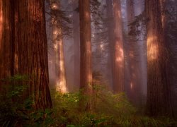 Stany Zjednoczone, Stan Kalifornia, Park Narodowy Redwood, Las, Drzewa, Mgła, Paprocie, Sekwoje